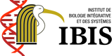 Logo IBIS
